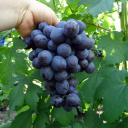 Виноград Подарок несветая (коробка) 1шт