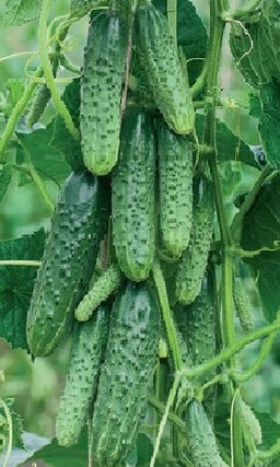 Огурец МАРЬИНА РОЩА F1  Стабильная урожайность! Теневыносливый! Плодоносит до заморозков!