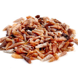 Набор для творчества из мини ракушек (биттиум сетчатый) 200 шт.