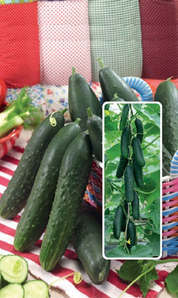 Огурец СТРЕЛЕЦ F1 Популярный! Скороспелый! Повышенная урожайность! Отменный вкус и аромат!