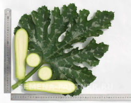 Кабачок Хьюго - Партнер фото 6