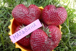 Мальвина (поздняя), рассаду клубники
