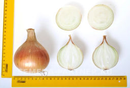 Лук репчатый Шетана МС - Партнер фото 8