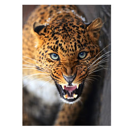 Холст с красками 40х50 по номерам "Опасный леопард" (в коробке) (30цв.)