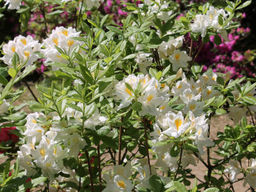 Азалия крупноцветковая Oxydol (Оксидол) - Долина роз фото 3