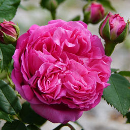 Роза Катэрин Гийо (Плетистая) 1шт