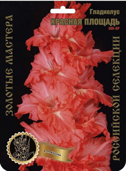 Гладиолус Красная Площадь 555,Киселев 1 р-р 7шт (Ф)