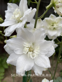 Дельфиниум Инносенс - Партнер фото 5