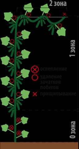 Огурец Кузя F1 --- ® Парт Золотая серия - Аэлита фото 2