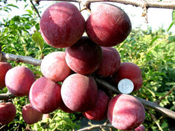 Слива Оцарк Премьер - Долина роз фото 2