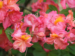 Азалия крупноцветковая Juanita (Джуанита) - Долина роз фото 3