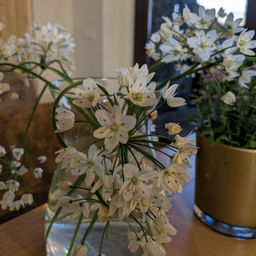 Лук декоративный неаполитанский 10шт - Долина роз фото 3