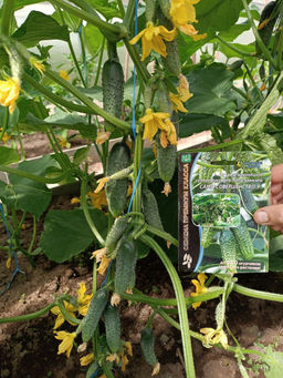 Огурец САМО СОВЕРШЕНСТВО F1 Уникальный! - Уральский дачник фото 4