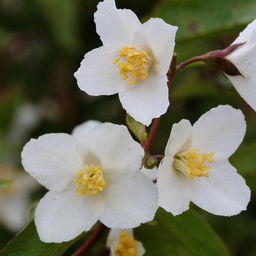 Чубушник Старбрайт - САДовник фото 2