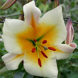 ЛИЛИЯ Мисс Пекулиар Разбор 12/14 Кол-во упак., шт 5