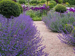 Котовник Фассена Сикс Хиллс Джиант Голд