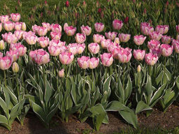 Тюльпан New Design (Нью Дизайн) - Долина роз фото 2