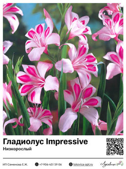 Гладиолус Impressive (Низкорослый)