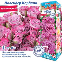 Роза Лавендер Кордана (Миниатюрная) 1шт