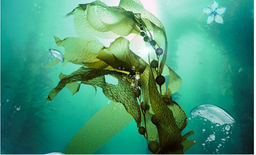 Пилинг-скатка  морские водоросли 120 мл - Rolanjona фото 5