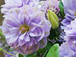 Клематис Ruriokoshi (Руриокоши) - Долина роз фото 2