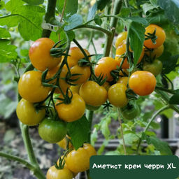 Аметист крем черри XL - Tomatia фото 2