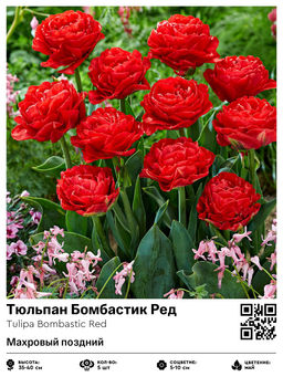 Тюльпан Bombastic Red (Махровый поздний) - Голландские луковицы фото 2