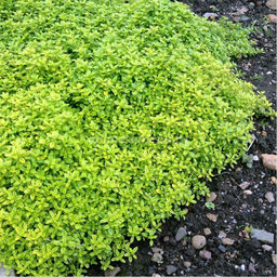 Тимьян лимоннопахнущий (горшок С2)