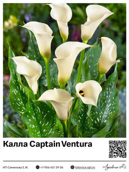 Калла Captain Ventura