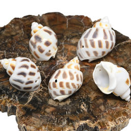 Ракушки природные "Пятнистая бабилония" 15*30мм, 5 ракушек Радуга камня