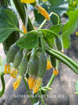 Огурец партенокарпический Лихач - Партнер фото 4