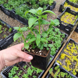 Монарда (бергамот) красная - Долина роз фото 4