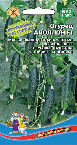 Огурец АПОЛЛОН F1  Великолепные вкусовые качества! Устойчив к комплексу болезней!