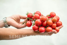 Томат Черри Литл Пинки - Партнер фото 3