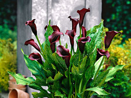 Калла Schwarzwalder (Шварцвальдер) - Долина роз фото 6