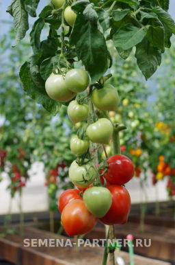 Томат Тореадор - Партнер фото 4