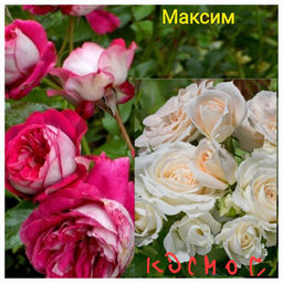 Штамб 2 сорта