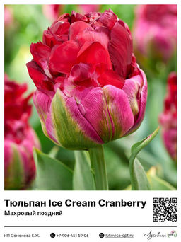 Тюльпан Ice Cream Cranberry (Махровый поздний)