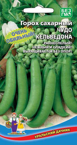 Горох ЧУДО КЕЛЬВЕДОНА  Сахарный тип! Очень обильный! Раннеспелый! Нежный и сладкий! Выращивается без опор!