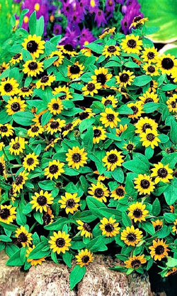 Санвиталия ЖЁЛТАЯ С ЧЁРНЫМ ЦЕНТРОМ Красивое стелющееся растение! Длительное непрерывное цветение!