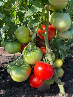 Томат КУДРЯВЫЙ МАЛЫШ коллекция Татьяны Штайнерт Авторская селекция - Уральский дачник фото 4