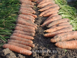 Морковь Страна Чудес - Партнер фото 3
