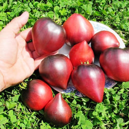 Помидоры Sgt Peppers - Одинокие Сердца Сержанта Пеппера