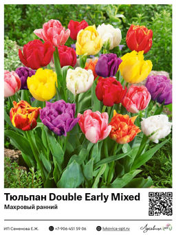 Тюльпан Double Early Mixed (Махровый ранний)
