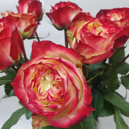 Роза Эппл Джек (Чайно-гибридная) 1шт