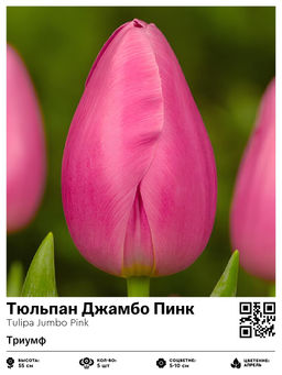 Тюльпан Jumbo Pink (Триумф) - Голландские луковицы фото 2