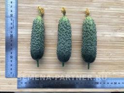 Огурец партенокарпический Гоша - Партнер фото 6