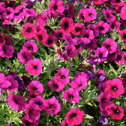 6282U Петуния ампельная Шок Вэйв Парпл Дип 5шт