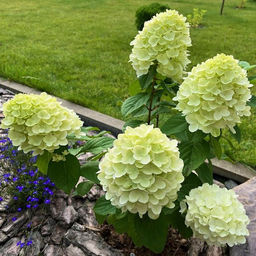 Гортензия Пандора 20-40 см, горшок Р9