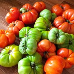 Томат САХАРНАЯ ГОЛОВА Салатный сорт Челябинской селекции! Плоды мясистые, безумно сладкие, тяжеловесные, массой до 1,5 кг! - Уральский дачник фото 5